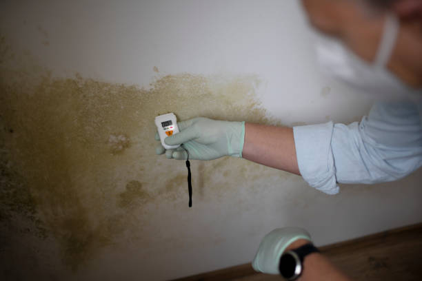 Environmental Consulting for Mold Prevention in Cortland, NY